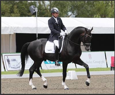 Solaris Amoureux - Homozygous Black Dressage Stallion